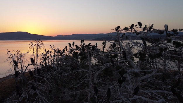 Colônia de corvos-marinhos em pinheiros mortos lago batak bulgária