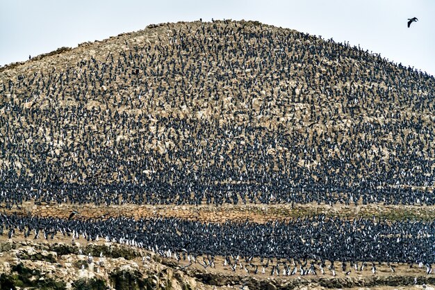 Colônia de corvos-marinhos guanay nas ilhas ballestas, perto de paracas, no peru