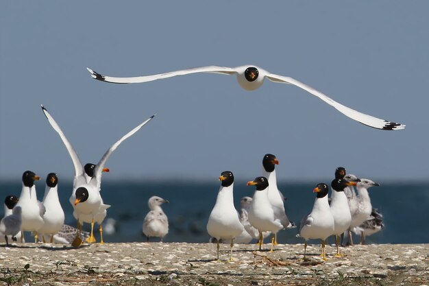 Colônia de gaivotas de Palla