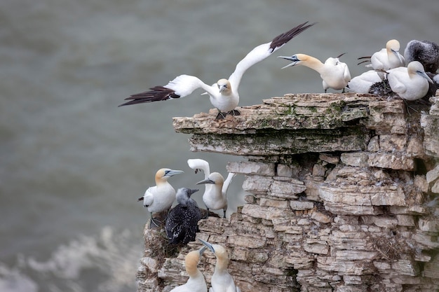 Colônia de Gannet Bempton Cliffs na costa de North Yorkshire Reino Unido