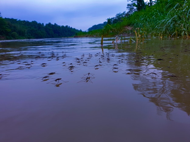 Colônia de insetos em um grande rio