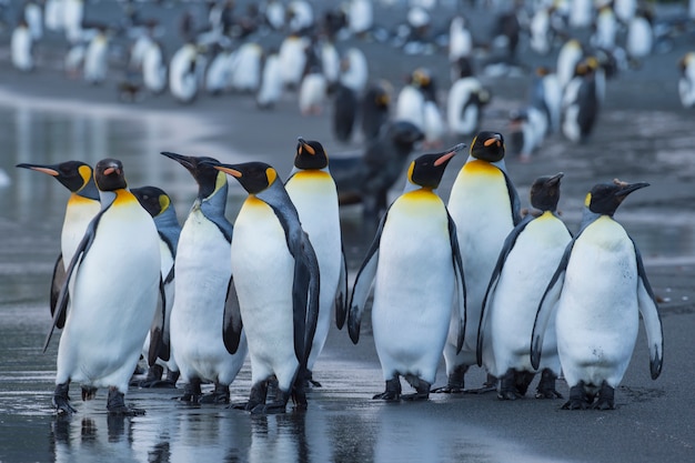 Colônia de king penguins em gold harbor