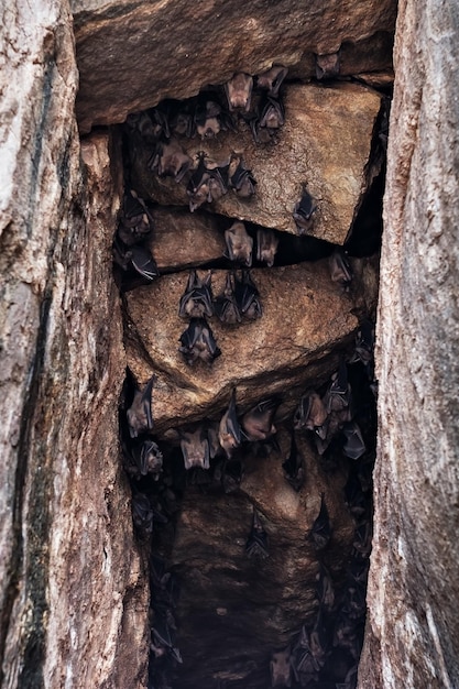 Colônia de morcegos pendurados na parede da caverna