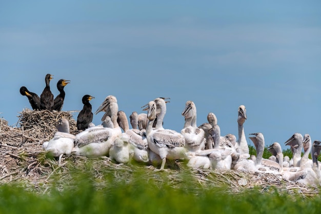 Foto colônia de ninhos de pelicanos dálmatas e grandes corvos-marinhos