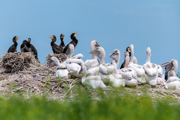 Foto colônia de ninhos de pelicanos dálmatas e grandes corvos-marinhos