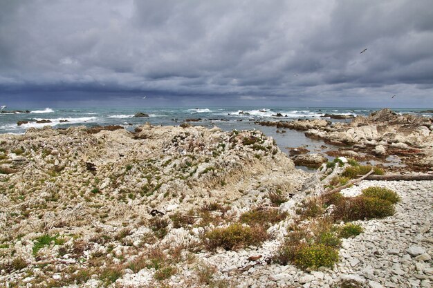 Colônia de pássaros em kaikoura, nova zelândia