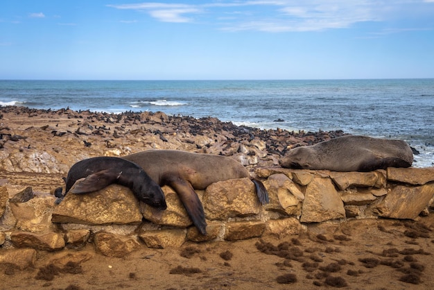 Colônia de peles de foca em Cape Cross Seal Reserve Namíbia