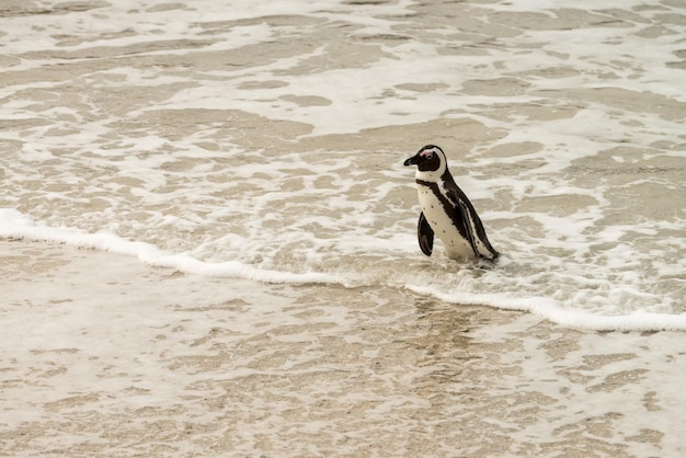 Colônia de pinguins de Boulders Beach Simonstown na África do Sul