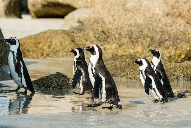 Colônia de pinguins de Boulders Beach Simonstown na África do Sul