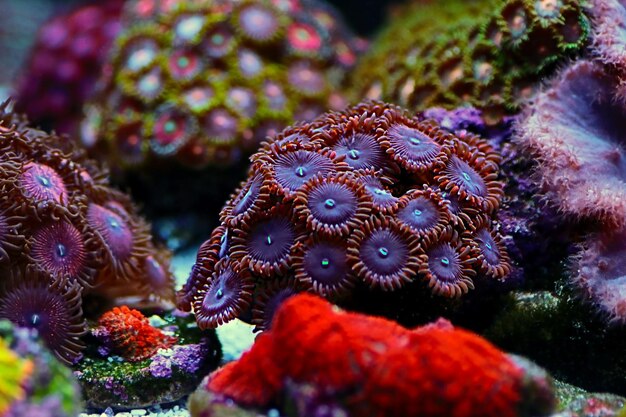 Foto colônia de zoantídeos cara comedor de pessoas em macro