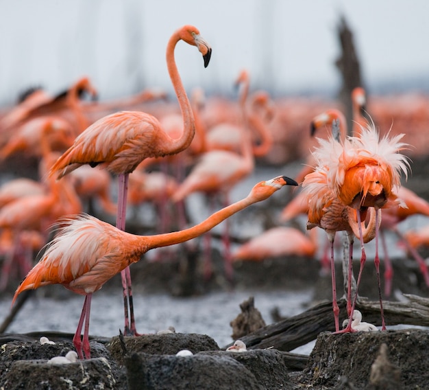 Colônia do flamingo caribenho