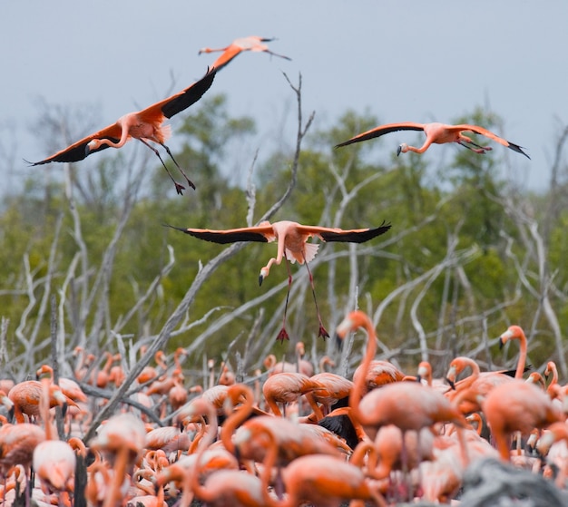 Colônia do flamingo caribenho