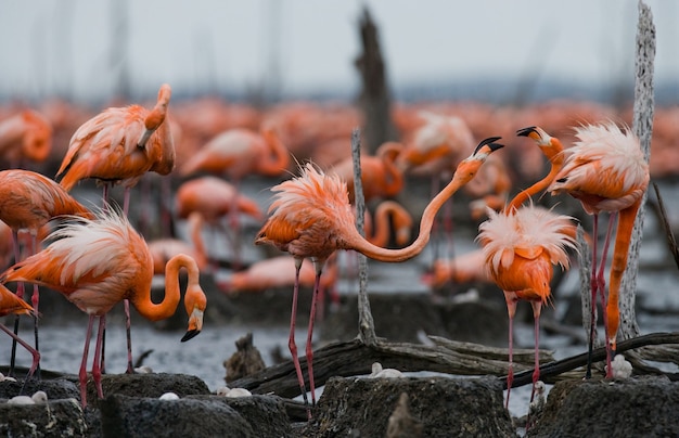 Colonia del flamenco caribeño