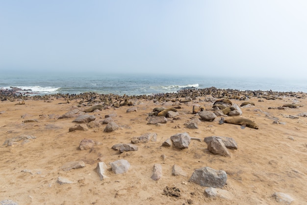 Foto la colonia de focas en cape cross, en la costa atlántica de namibia, áfrica.