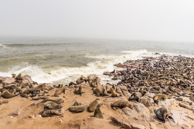 La colonia de focas en Cape Cross, en la costa atlántica de Namibia, África.