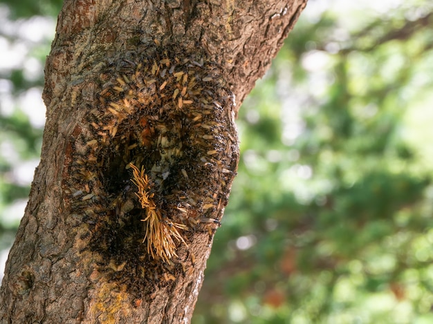 Colonia de hormigas voladoras en un árbol hueco. Cerrar masa de hormigas voladoras.