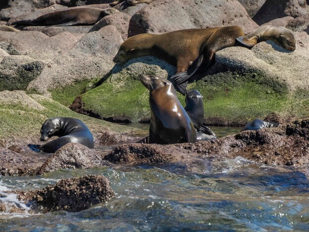 Foto una colonia de leones marinos de california relajándose en las rocas