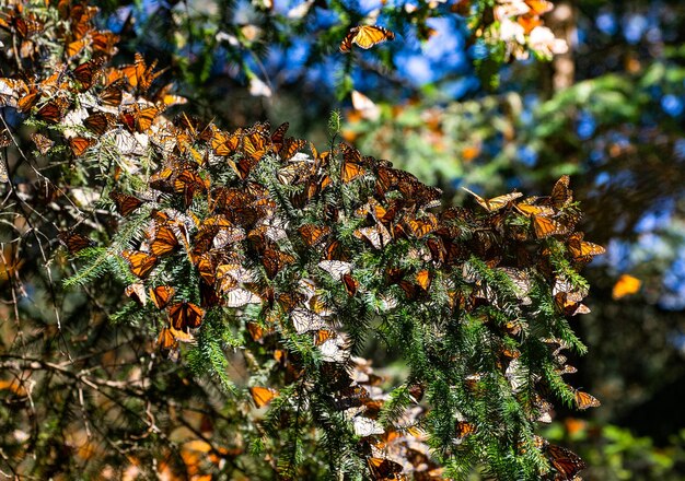 Colonia de mariposas monarca Danaus plexippus están sentados en ramas de pino en un parque El Rosario Reserva de la Biosfera Monarca Angangueo Estado de Michoacán México