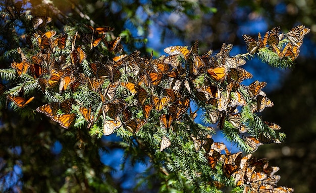 Colonia de mariposas monarca Danaus plexippus están sentados en ramas de pino en un parque El Rosario Reserva de la Biosfera Monarca Angangueo Estado de Michoacán México