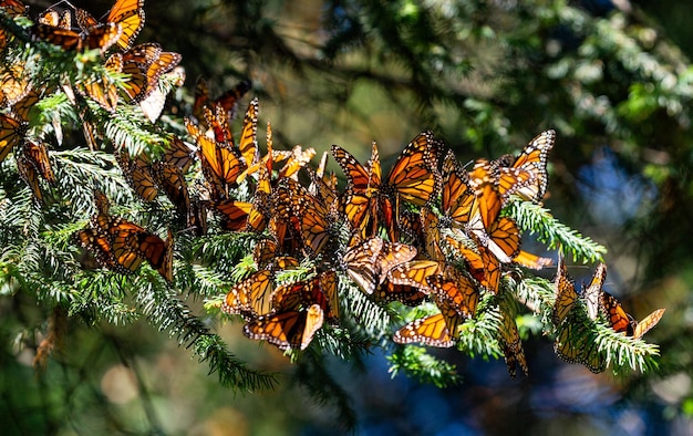 Colonia de mariposas monarca Danaus plexippus están sentados en ramas de pino en un parque El Rosario Reserva de la Biosfera Monarca Angangueo Estado de Michoacán México