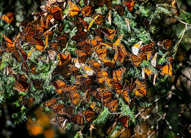 Colonia de mariposas monarca Danaus plexippus están sentados en ramas de pino en un parque El Rosario Reserva de la Biosfera Monarca Angangueo Estado de Michoacán México