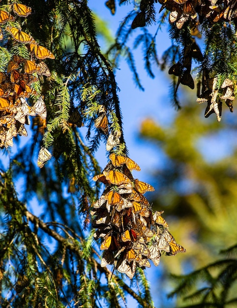 Foto colonia de mariposas monarca danaus plexippus en ramas de pino en un parque el rosario reserva de la biosfera monarca angangueo estado de michoacán méxico