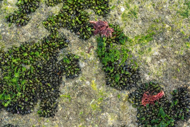 Colonia de mejillones de mar sobre una piedra