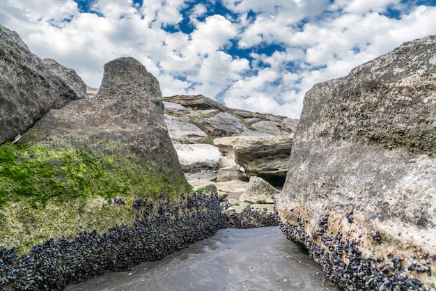 Colonia de mejillones de mar sobre una piedra