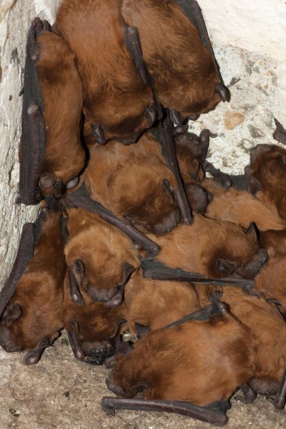 Foto colonia de murciélagos