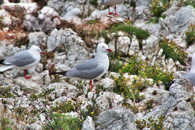 Colonia de pájaros en Kaikoura, Nueva Zelanda