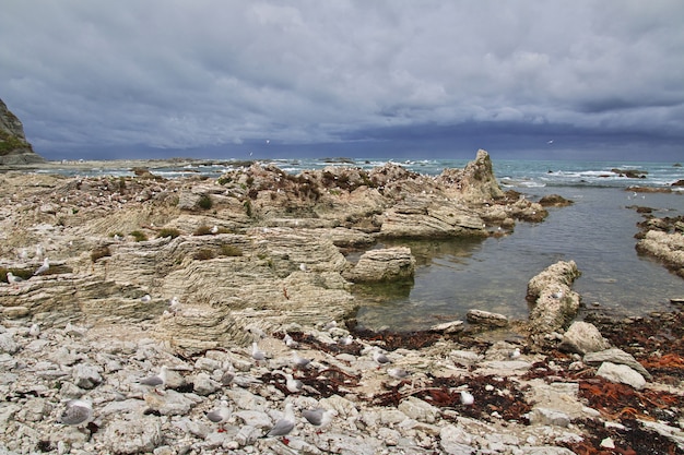 Colonia de pájaros en Kaikoura, Nueva Zelanda