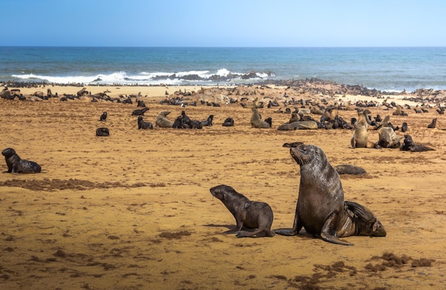 Colonia de pieles de foca en Cape Cross Seal Reserve Namibia