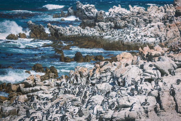 Colonia de pingüinos africanos en la bahía de Betty, Sudáfrica