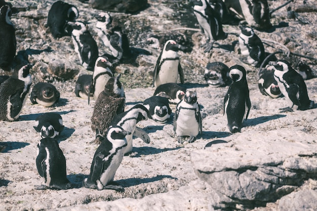 Colonia de pingüinos africanos en la bahía de Betty, Sudáfrica