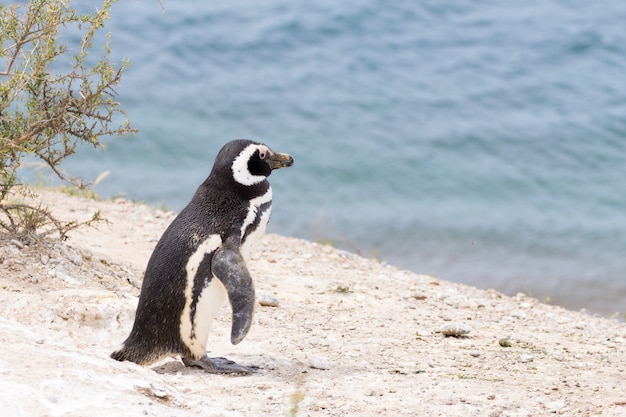 Colonia de pingüinos Caleta Valdés, Patagonia, Argentina