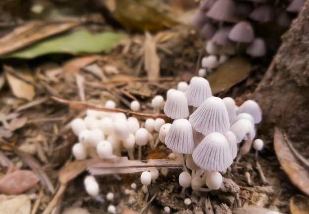 Una colonia de setas blancas pequeñas Setas silvestres u hongos que crecen en el bosque