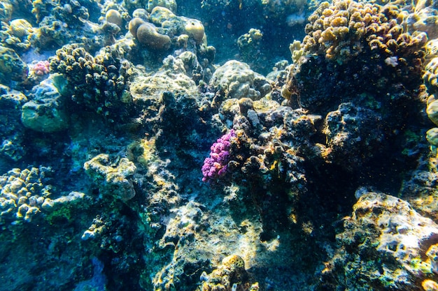 Foto colonias de corales en el arrecife de coral en el mar rojo