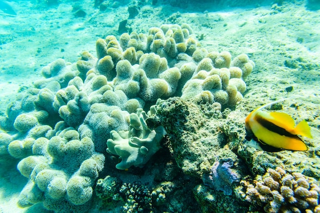 Colônias de corais e peixes Heniochus em recifes de corais no Mar Vermelho