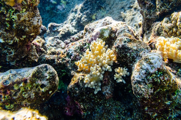 Colônias dos corais Sinularia no recife de corais no Mar Vermelho