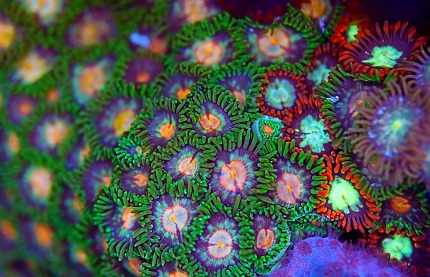 Las colonias de pólipos Zoanthid son una increíble decoración colorida para cada tanque de acuario de arrecife de coral.