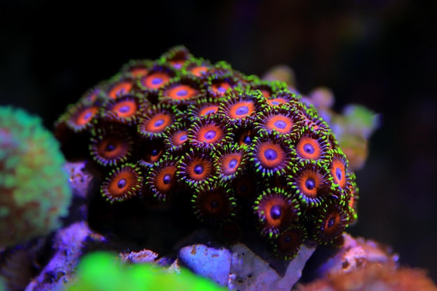 Foto las colonias de pólipos zoanthid son una increíble decoración colorida para cada tanque de acuario de arrecife de coral.