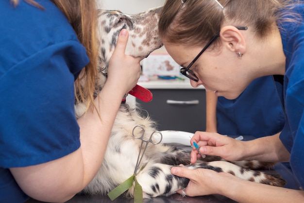 Coloque una vía intravenosa en un perro veterinario