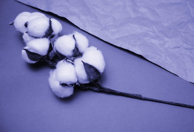 El color de 2022. Fondo abstracto pintado en un color de moda. Se encuentra una rama con flores blancas de algodón esponjoso.
