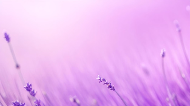 Color abstracto de desenfoque de luminiscencia lavanda para fondo Lavanda de luz suave