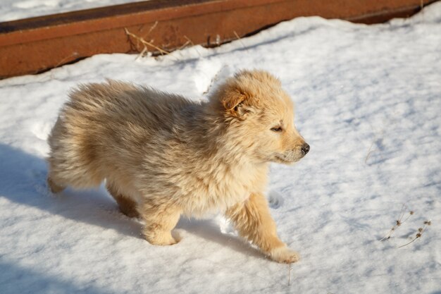 El color albaricoque del perrito lanudo va en la nieve