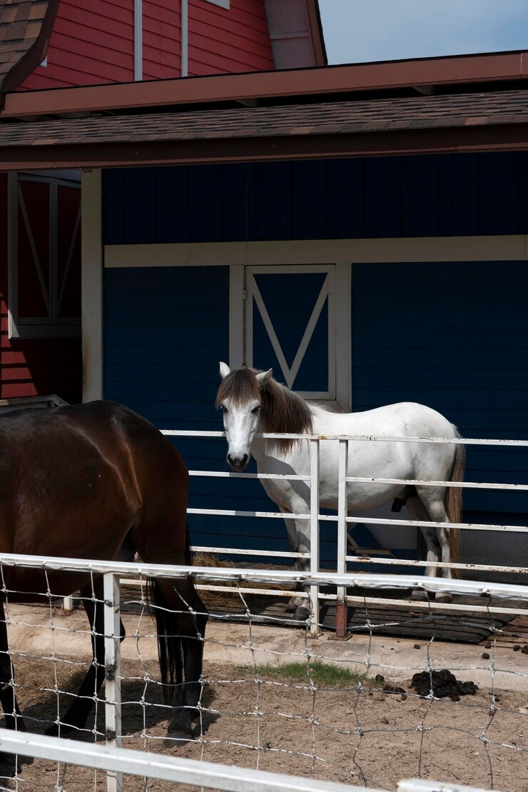 Foto color blanco caballo en la valla de la granja