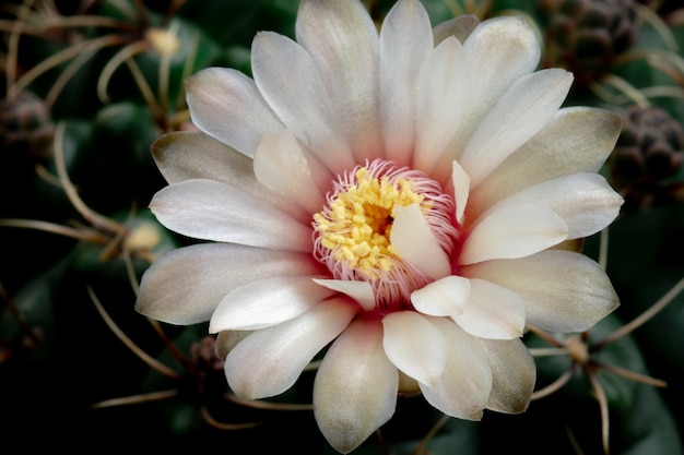 Color blanco de Gymnocalycium floreciente de la flor del cactus