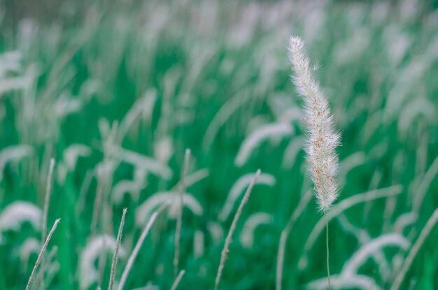 Foto color blanco pennisetum polystachion o mission grass o feather pennisetum la flor fluye por el viento