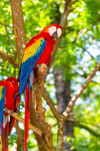 Color brillante loro guacamayo ara foto exterior de loro guacamayo ara en el zoológico pájaro loro guacamayo ara