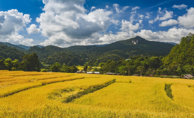 Color dorado del campo de terrazas de arroz en vistas a la montaña con cielo azul y nubes.